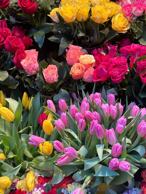 A vibrant floral display featuring a mix of pink, yellow, and red roses alongside pink and yellow tulips. The roses are arranged in dense clusters, showcasing their layered petals and rich colors, whi